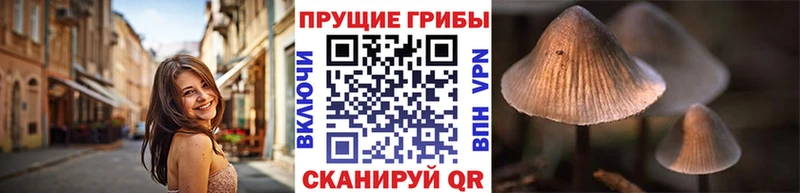 blacksprut ссылки  Артём  Псилоцибиновые грибы Psilocybine cubensis 